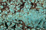 Polished Turquoise Specimen - Number Mine, Carlin, NV #260493-2